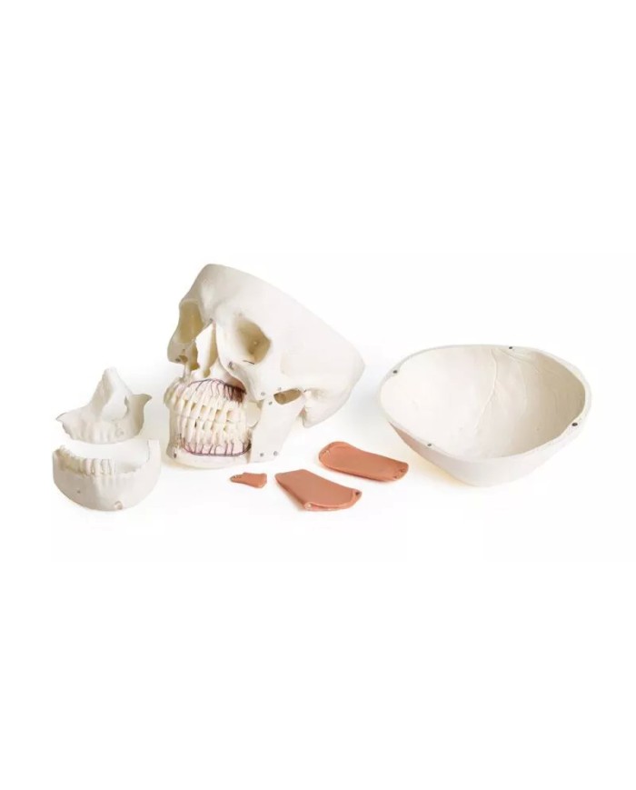 Modello di cranio per odontoiatria con sindrome CMD in 8 parti EZ 4860