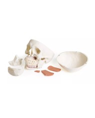 Modello di cranio per odontoiatria con sindrome CMD in 8 parti EZ 4860