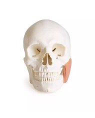 Modello di cranio per odontoiatria con sindrome CMD in 8 parti EZ 4860