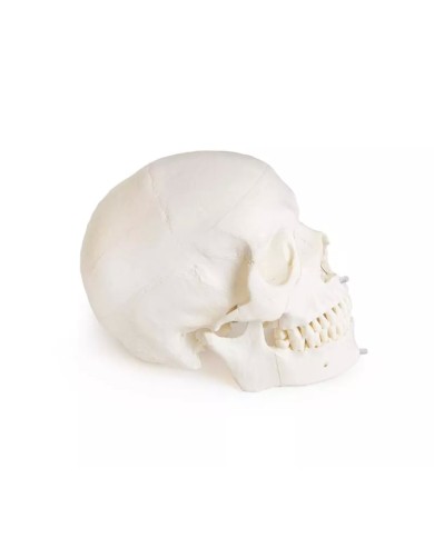 Modello di cranio per odontoiatria con sindrome CMD in 8 parti EZ 4860