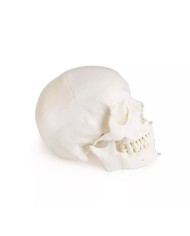 Modello di cranio per odontoiatria con sindrome CMD in 8 parti EZ 4860