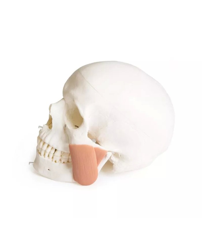 Modello di cranio per odontoiatria con sindrome CMD in 8 parti EZ 4860