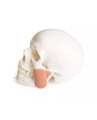 Modello di cranio per odontoiatria con sindrome CMD in 8 parti EZ 4860