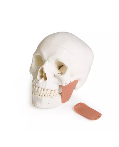 Modello di cranio per odontoiatria con sindrome CMD in 8 parti EZ 4860
