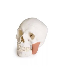 Modello di cranio per odontoiatria con sindrome CMD in 8 parti EZ 4860