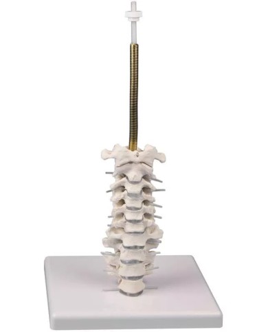 Cranio anatomico in 3 parti con colonna cervicale flessibile EZ 4533