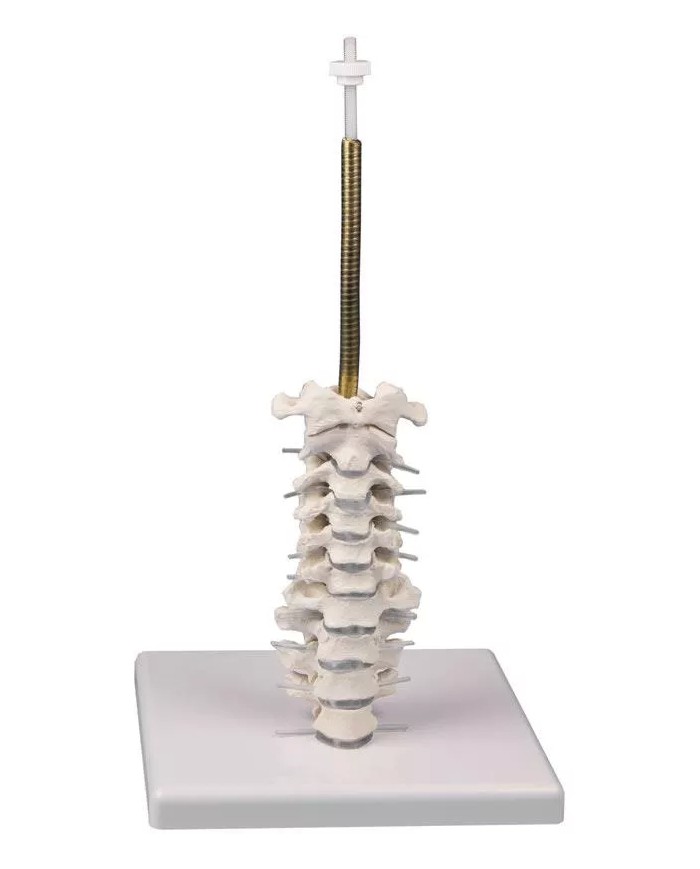 Cranio anatomico in 3 parti con colonna cervicale flessibile EZ 4533