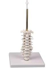 Cranio anatomico in 3 parti con colonna cervicale flessibile EZ 4533