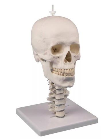 Cranio anatomico in 3 parti con colonna cervicale flessibile EZ 4533