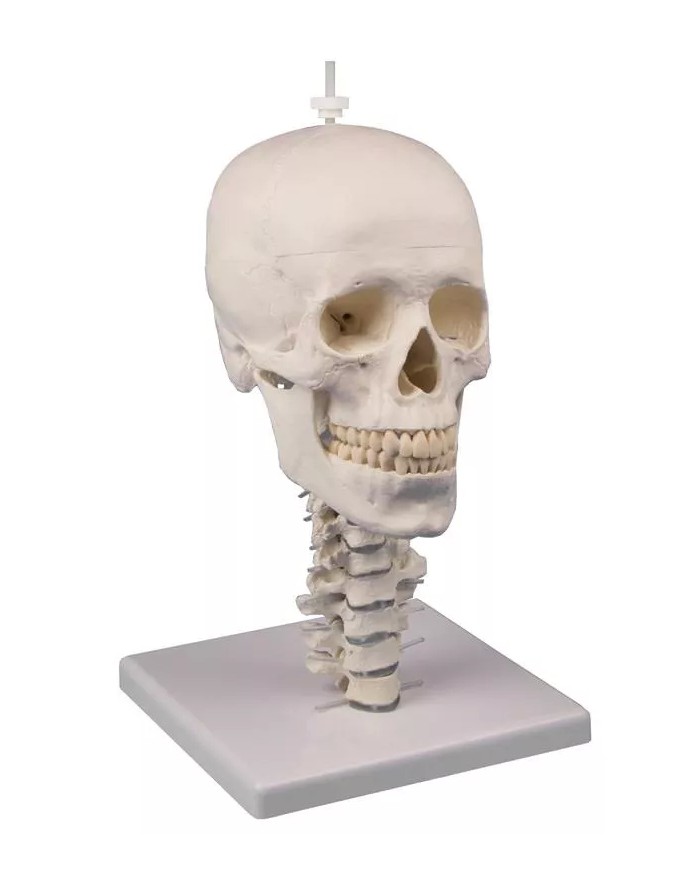 Cranio anatomico in 3 parti con colonna cervicale flessibile EZ 4533