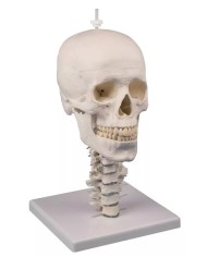 Cranio anatomico in 3 parti con colonna cervicale flessibile EZ 4533