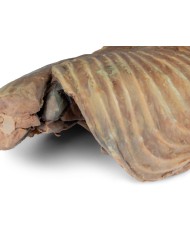 Cavit toracica del cane lato sinistro Erler Zimmer VP9050