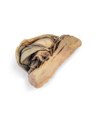Cavit toracica del cane lato sinistro Erler Zimmer VP9050