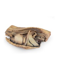Cavit toracica del cane lato sinistro Erler Zimmer VP9050