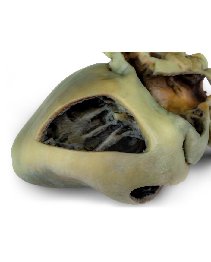 Cuore di cane con dissezione anatomica Erler Zimmer VP9030
