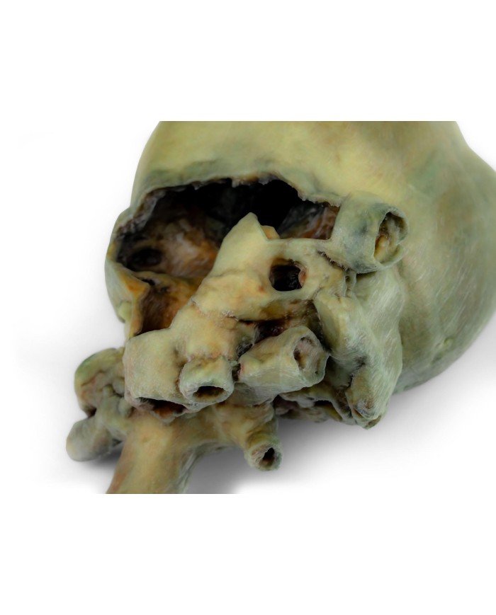 Cuore di cane con dissezione anatomica Erler Zimmer VP9030