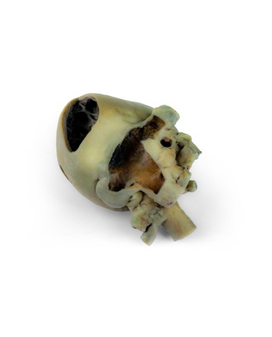 Cuore di cane con dissezione anatomica Erler Zimmer VP9030