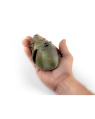 Cuore di cane con dissezione anatomica Erler Zimmer VP9030