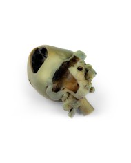 Cuore di cane con dissezione anatomica Erler Zimmer VP9030