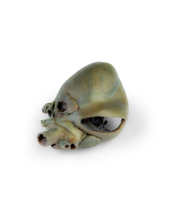 Cuore di cane con dissezione anatomica Erler Zimmer VP9030