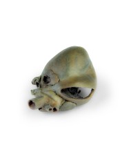 Cuore di cane con dissezione anatomica Erler Zimmer VP9030