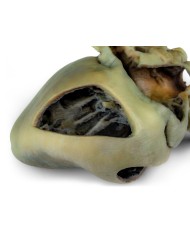Cuore di cane con dissezione anatomica Erler Zimmer VP9030