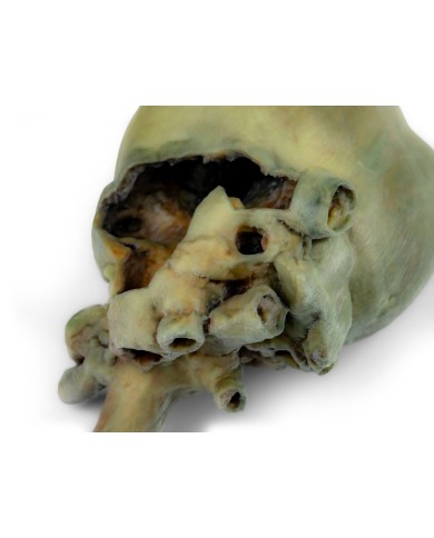 Cuore di cane con dissezione anatomica Erler Zimmer VP9030