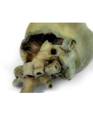 Cuore di cane con dissezione anatomica Erler Zimmer VP9030