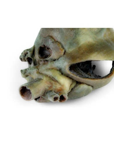 Cuore di cane con dissezione anatomica Erler Zimmer VP9030