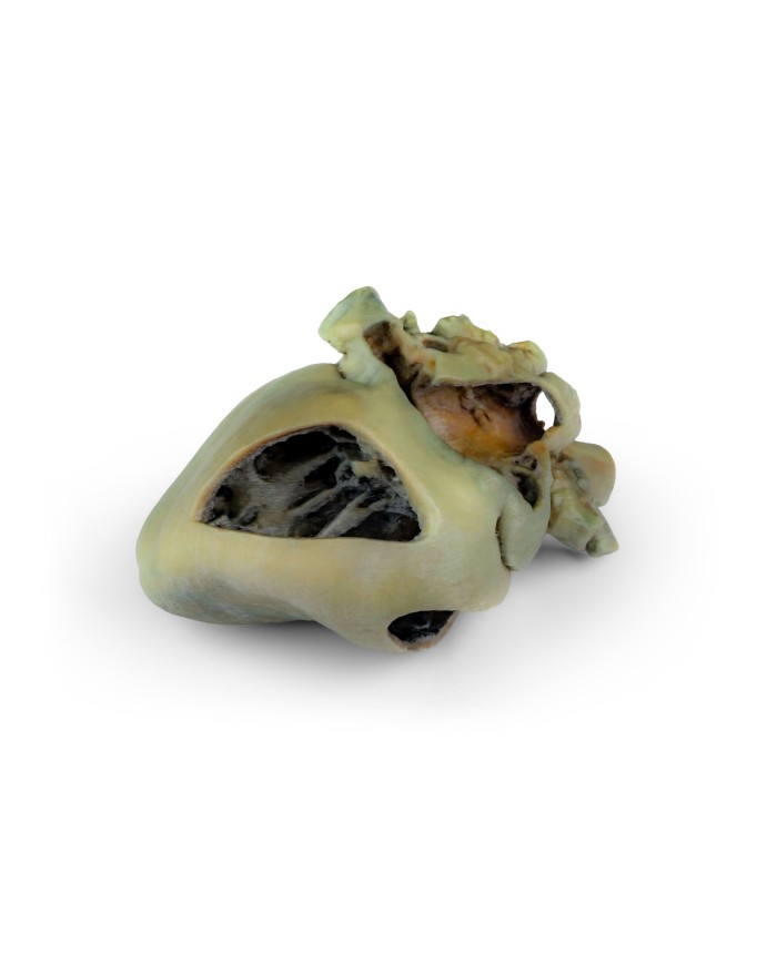 Cuore di cane con dissezione anatomica Erler Zimmer VP9030
