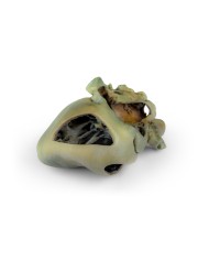 Cuore di cane con dissezione anatomica Erler Zimmer VP9030