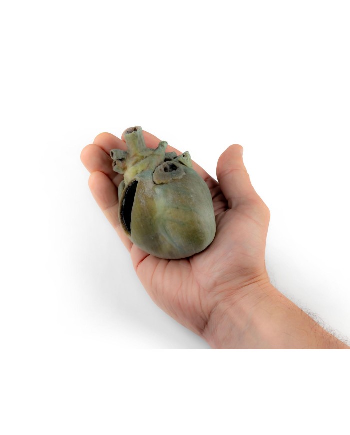 Cuore di cane con dissezione anatomica Erler Zimmer VP9030