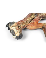 Dissezione anatomica completa del gatto Erler Zimmer VP12000