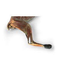 Dissezione anatomica completa del gatto Erler Zimmer VP12000