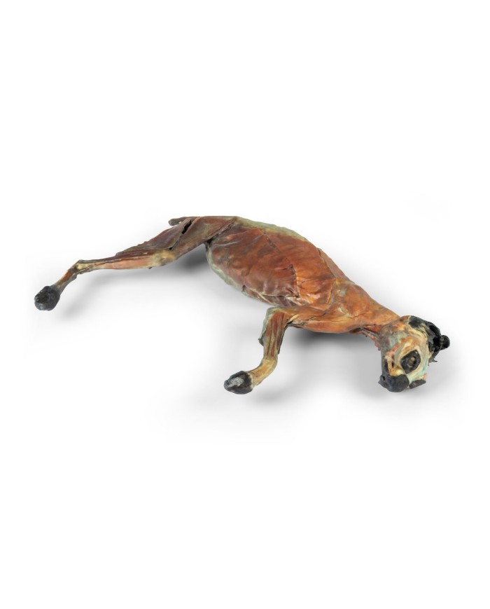 Dissezione anatomica completa del gatto Erler Zimmer VP12000