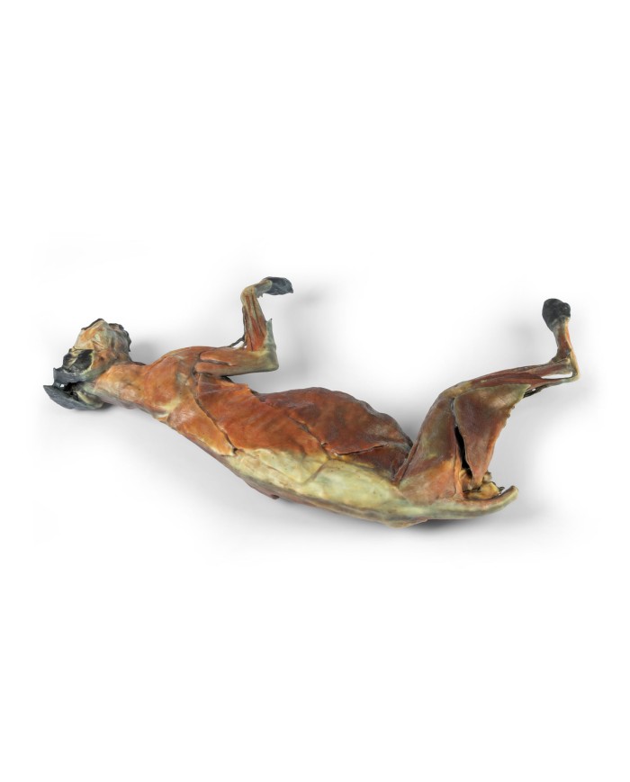 Dissezione anatomica completa del gatto Erler Zimmer VP12000