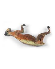 Dissezione anatomica completa del gatto Erler Zimmer VP12000