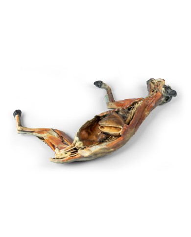 Dissezione anatomica completa del gatto Erler Zimmer VP12000