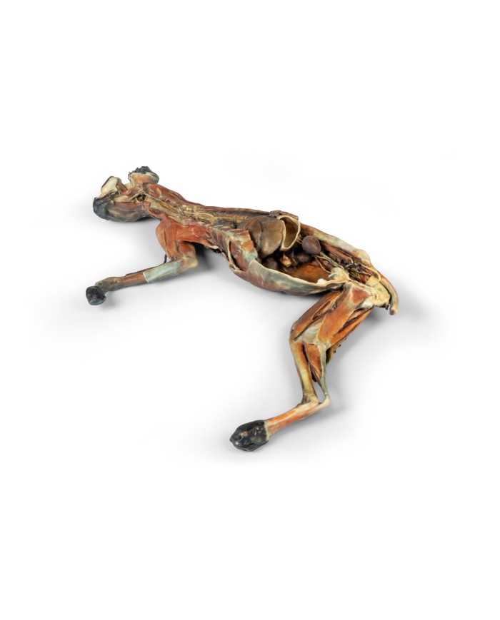 Dissezione anatomica completa del gatto Erler Zimmer VP12000