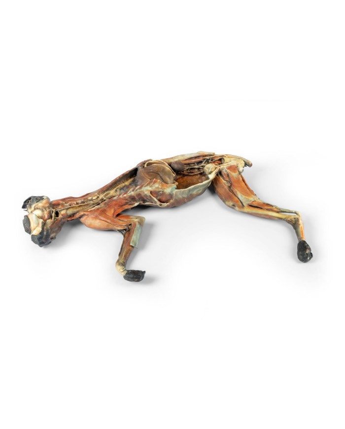 Dissezione anatomica completa del gatto Erler Zimmer VP12000