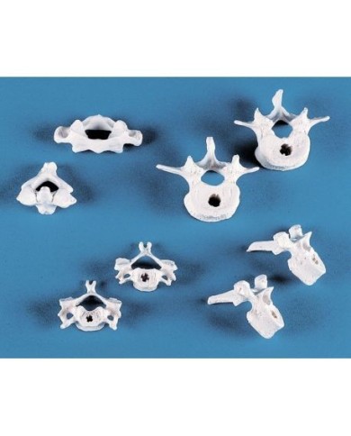 Erler Zimmer, 4098 collezione di modelli anatomici di vertebre, 8 pezzi