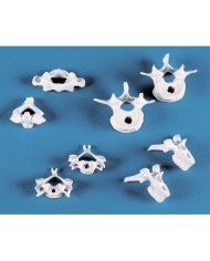 Erler Zimmer, 4098 collezione di modelli anatomici di vertebre, 8 pezzi