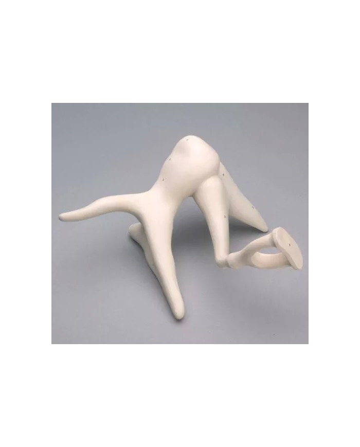 Catena ossicini dell’udito Erler Zimmer EZ-E130