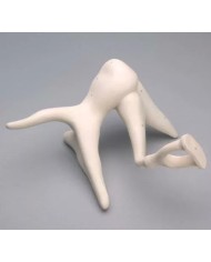 Catena ossicini dell’udito Erler Zimmer EZ-E130