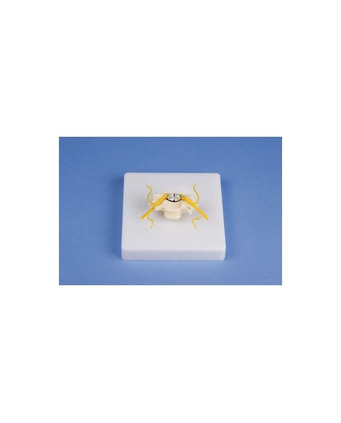 Erler Zimmer, modellino anatomico di vertebra con sezione del midollo spinale 4067