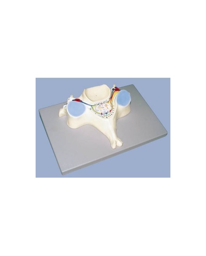 Erler Zimmer, modellino anatomico di vertebra cervicale, ingrandita 7 volte