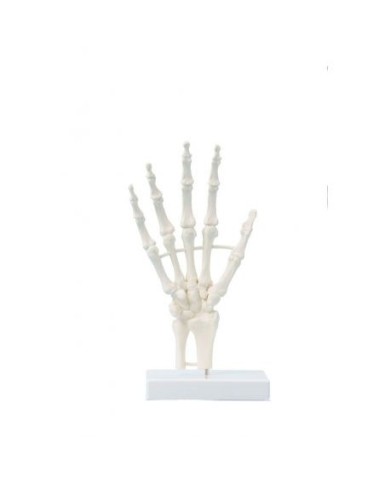 Modello Anatomico Di Scheletro Della Mano In PVC - Dimensioni Reali, Base Inclusa - Strumento Didattico Per Scuola, Medicina, Studio - Colore Bianco - 3