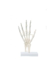 Erler Zimmer, modello anatomico di scheletro della mano  6040