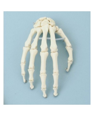 Erler Zimmer, modello anatomico di articolazione dello scheletro della mano Erler Zimmer, modello anatomico di articolazione dello scheletro della mano