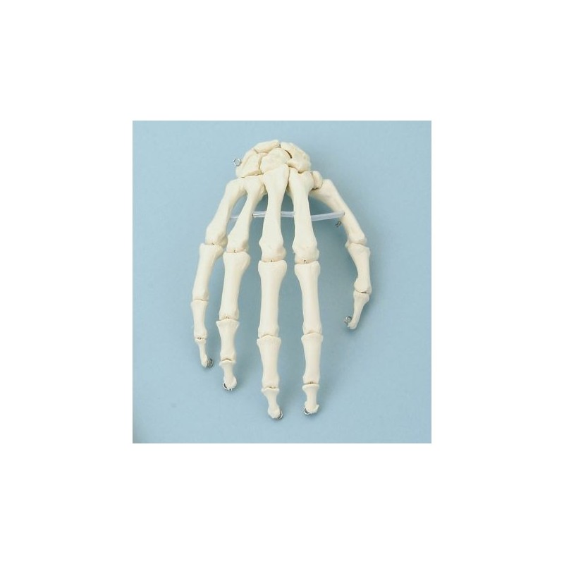Erler Zimmer, modello anatomico di articolazione dello scheletro della mano